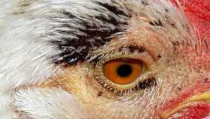 Popis kuracieho kľúča, vzhľad, nebezpečenstvo pre vtáky, účinné metódy boja